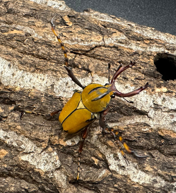 【WD】ワリックツノハナムグリ亜種bowringi ペア