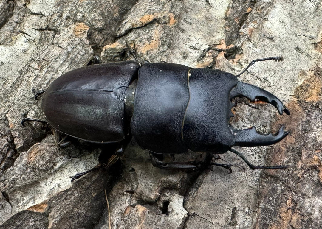 特別特価!!【WD】《タウルスヒラタ ミンダナオ産 ペア》