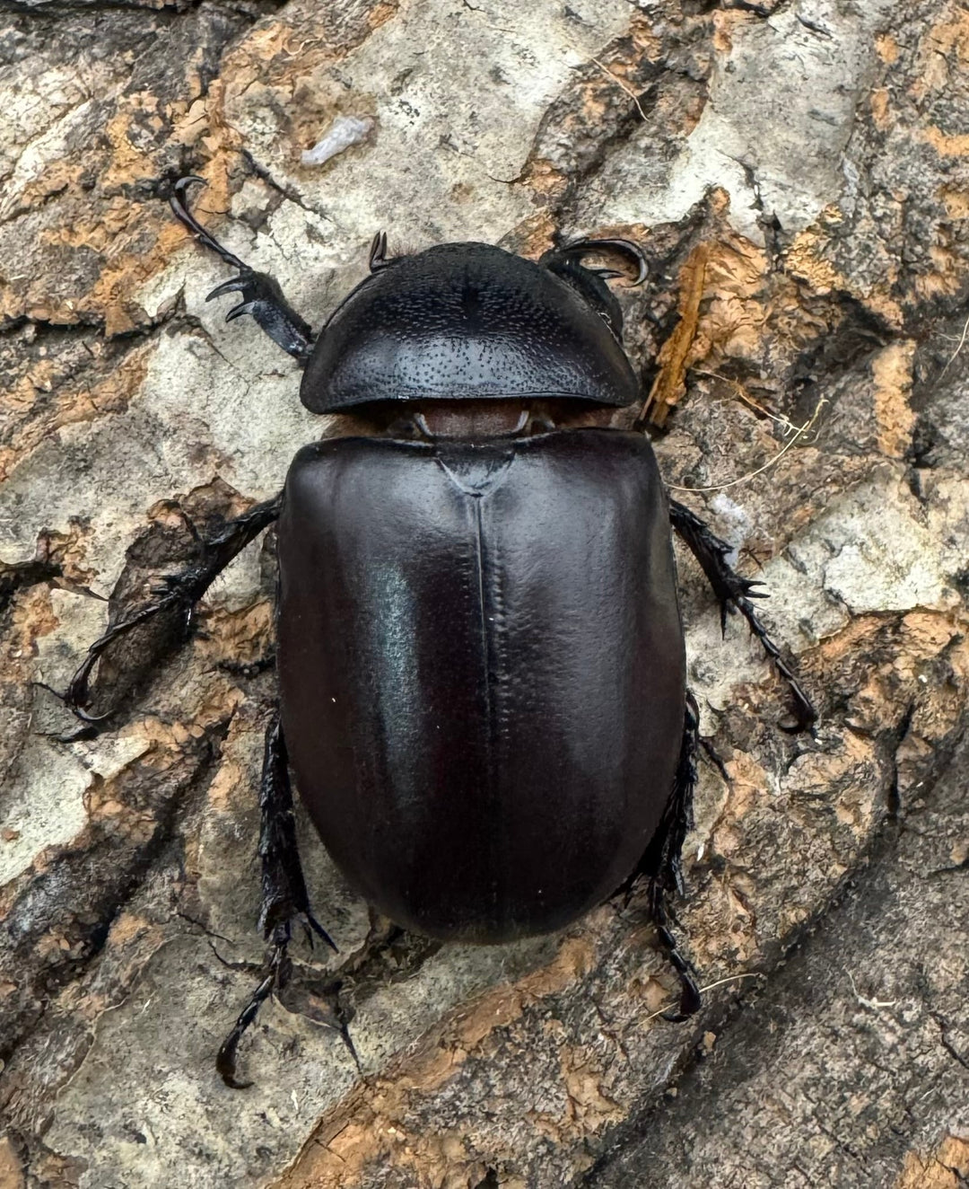 【WD】《シャムゴホンツノカブト 58mm B品ペア》