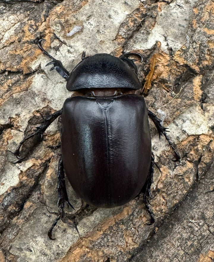 【WD】《シャムゴホンツノカブト 58mm B品ペア》