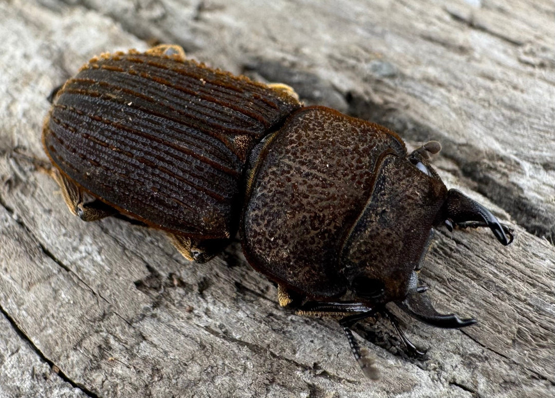 【WD】《ウルスルスサビクワガタ チベット産 21mm ペア》