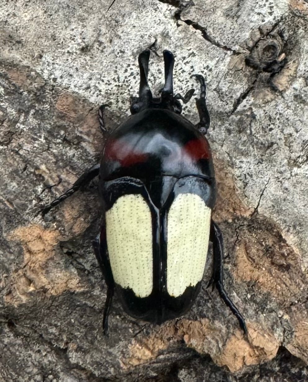 《キモンツノホソカナブン ペア》