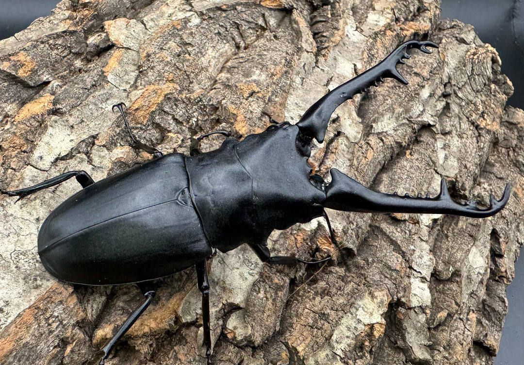 【WD】《ギラファノコギリ亜種ケイスケ 100mm A'品ペア》