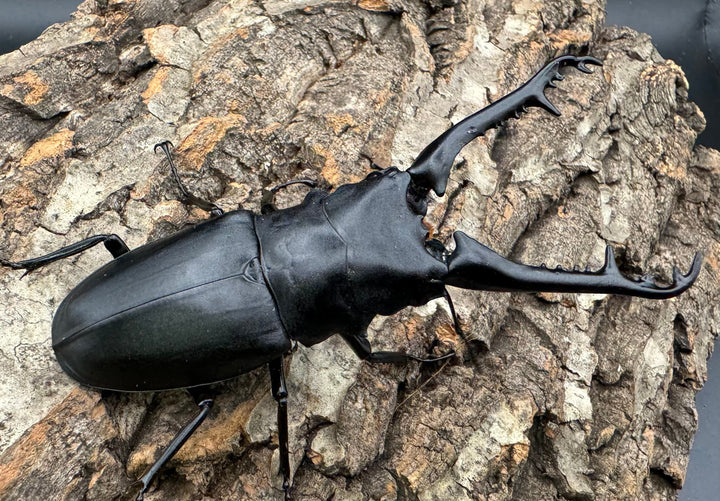 【WD】《ギラファノコギリ亜種ケイスケ 100mm A'品ペア》