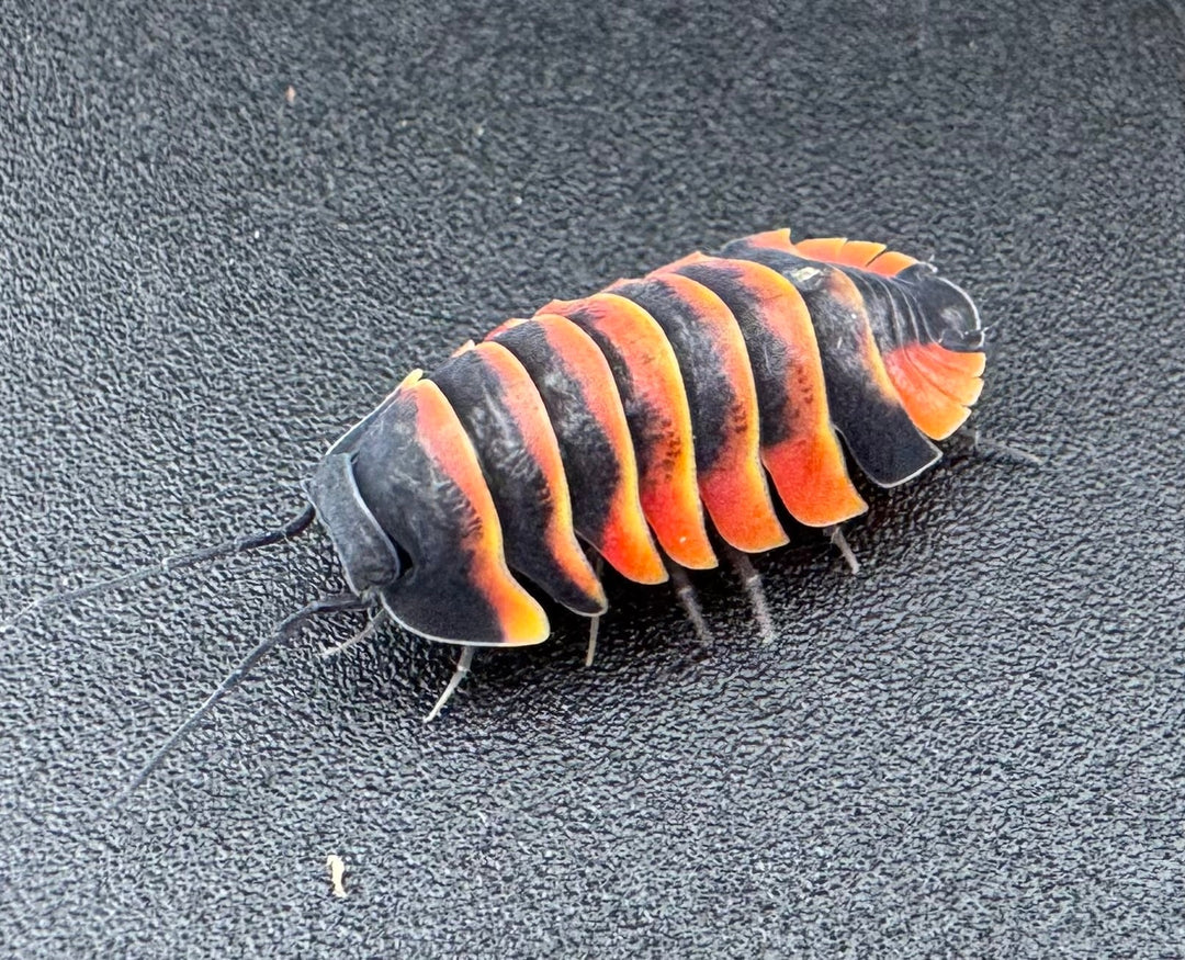 【CB】《メルラネラ エンビーバー Free 4頭セット》