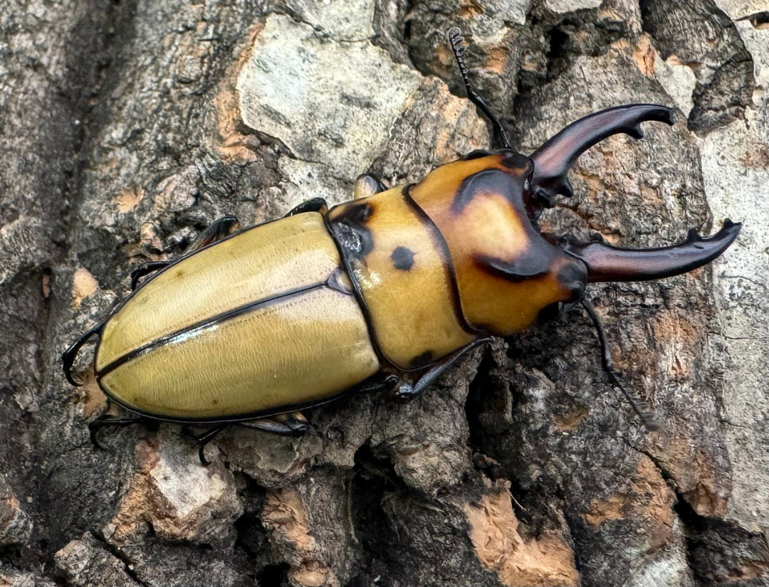 【WD】《オキピタリスノコギリ原名亜種 オーロラ産 42mm ペア》