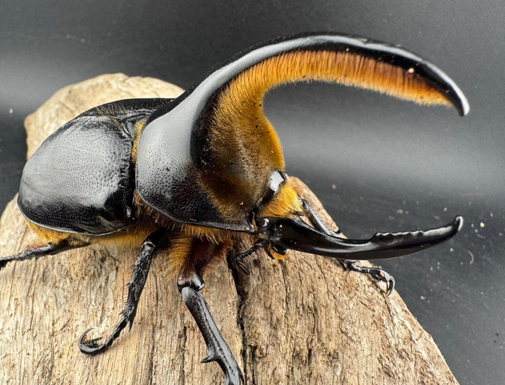 《サタンオオカブト 95mm ペア》inohiro109氏ブリード個体