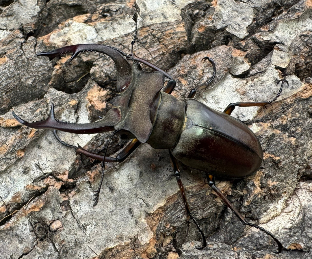 【WD】《クラーツミヤマ原名亜種 57mm ペア》