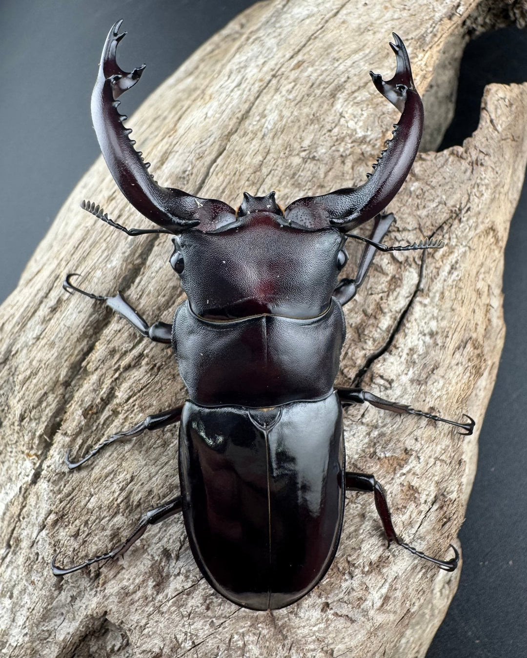 《フォルスターフタマタ原名亜種 74mm ペア》