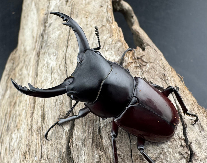 【WD】《アローコクワ原名亜種 臨滄市産 48mm ペア》