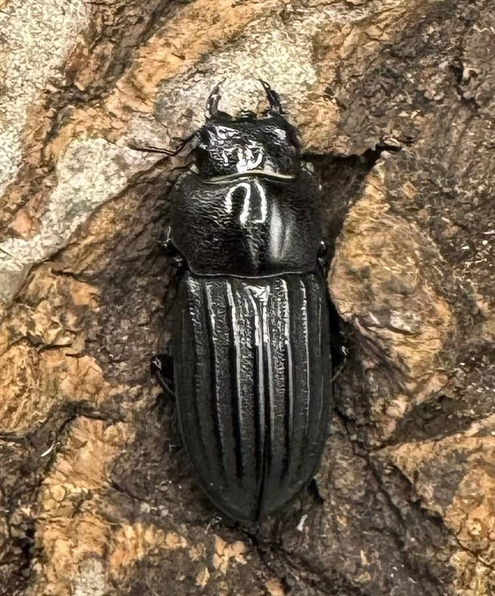 【WD】《モートゥオセスジ原名亜種 ペア》