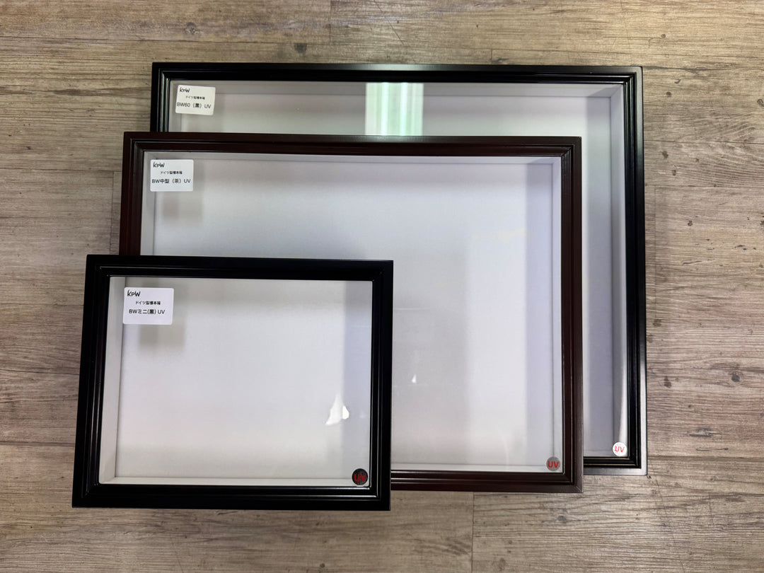 バードウィング製 ドイツ型標本箱 BWミニ桐箱 UVカット仕様