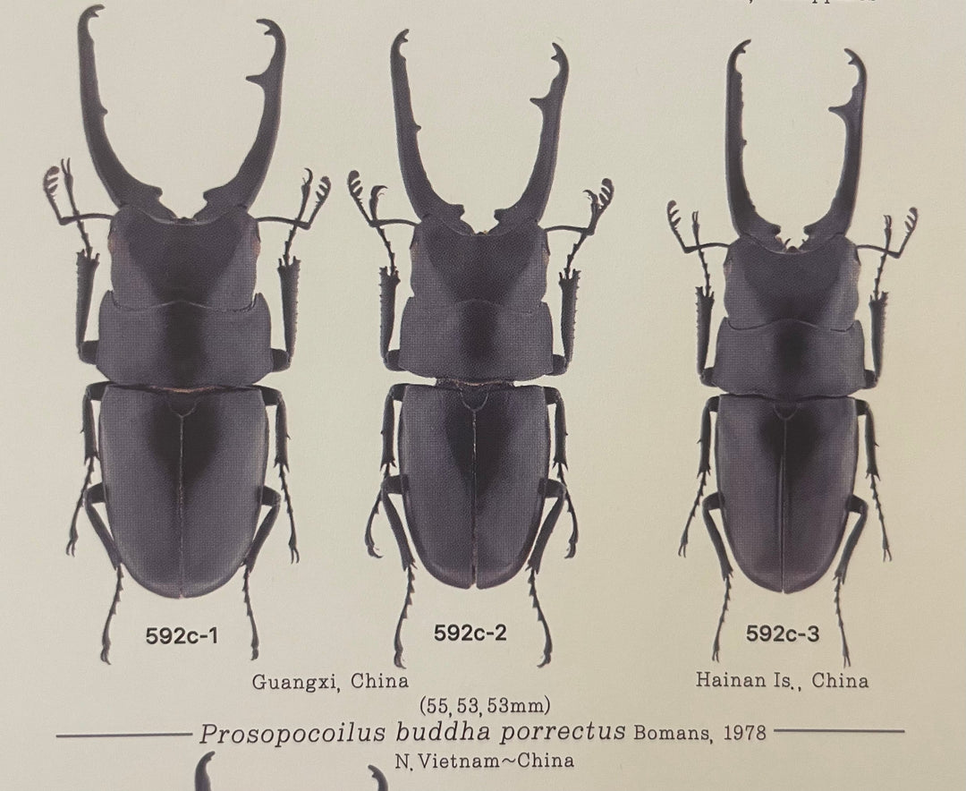 【WD】《ポレクトゥスノコギリクワガタ 51mm ♂♀♀トリオ》