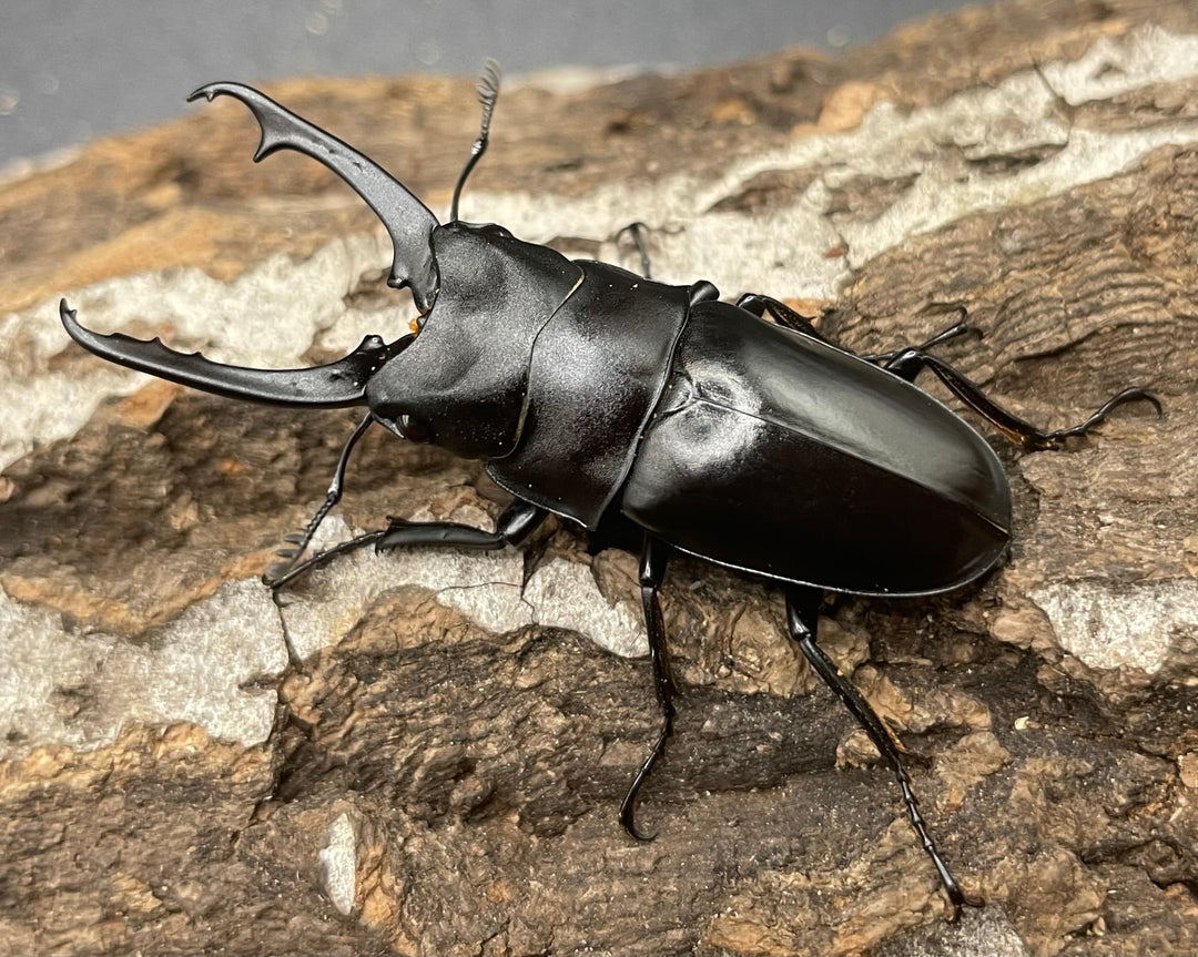 【WD】貴重種《ポレクトゥスノコギリクワガタ 48.5mmUP ペア》