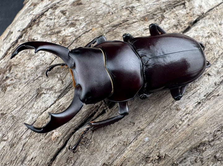 【WD】《ウォードコクワ チベット産 44mm ペア》