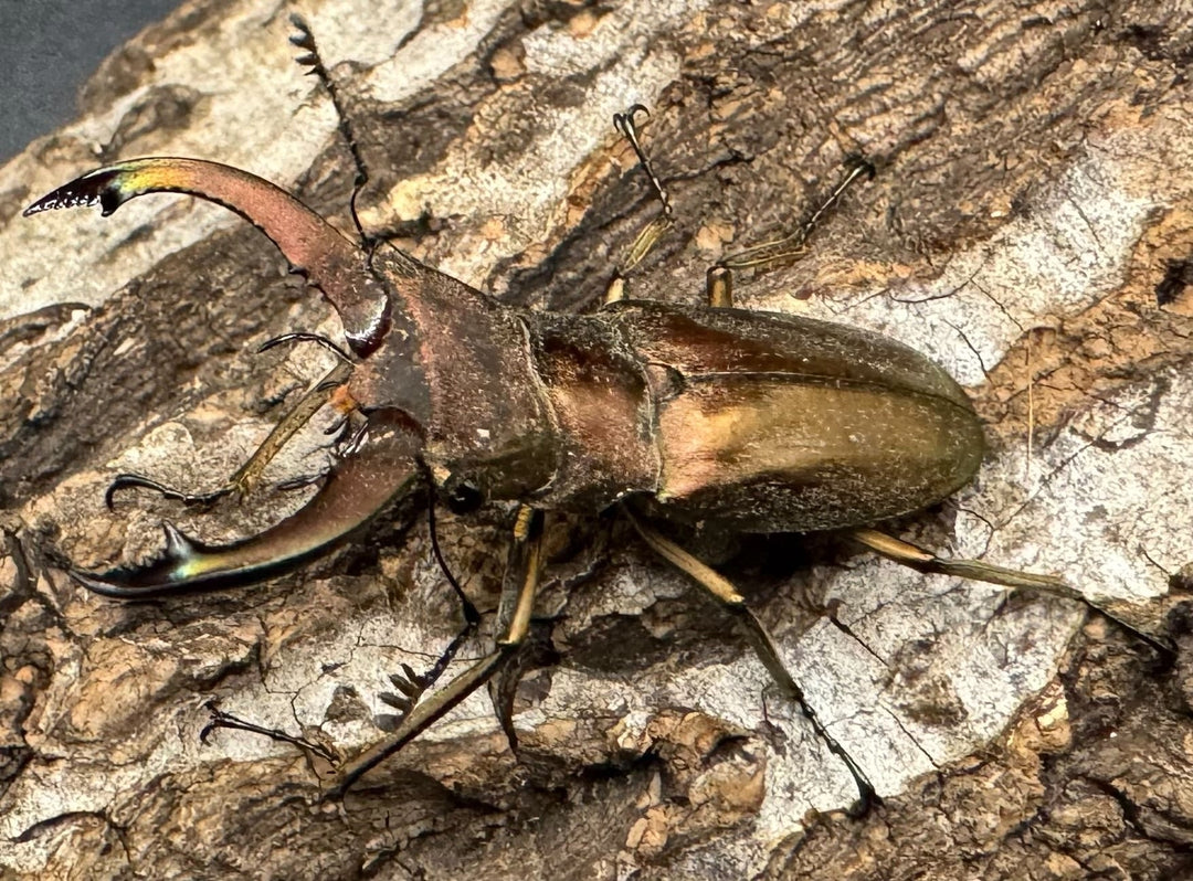 【WD】《クプレオニテンスホソアカ 42mm ペア》