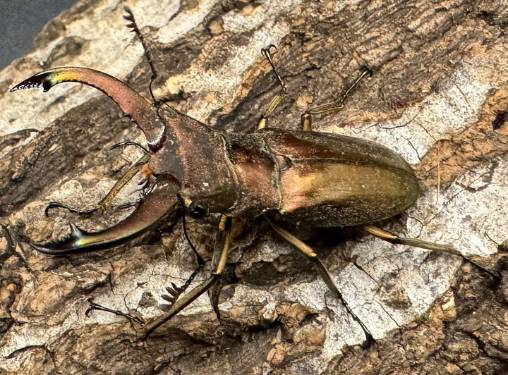 【WD】《クプレオニテンスホソアカ 42mm ペア》