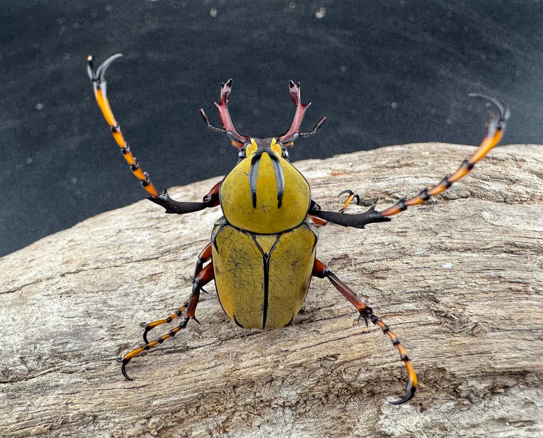 【WD】《ワリックツノハナムグリ亜種bowringi Free ペア》③