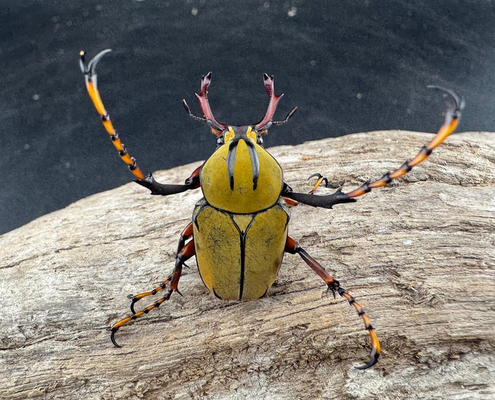 【WD】《ワリックツノハナムグリ亜種bowringi Free ペア》③