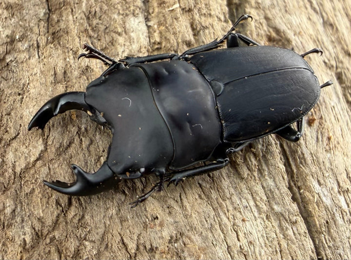 【WF3】《メタドルクス ロトゥンダトゥス 22mm ペア》