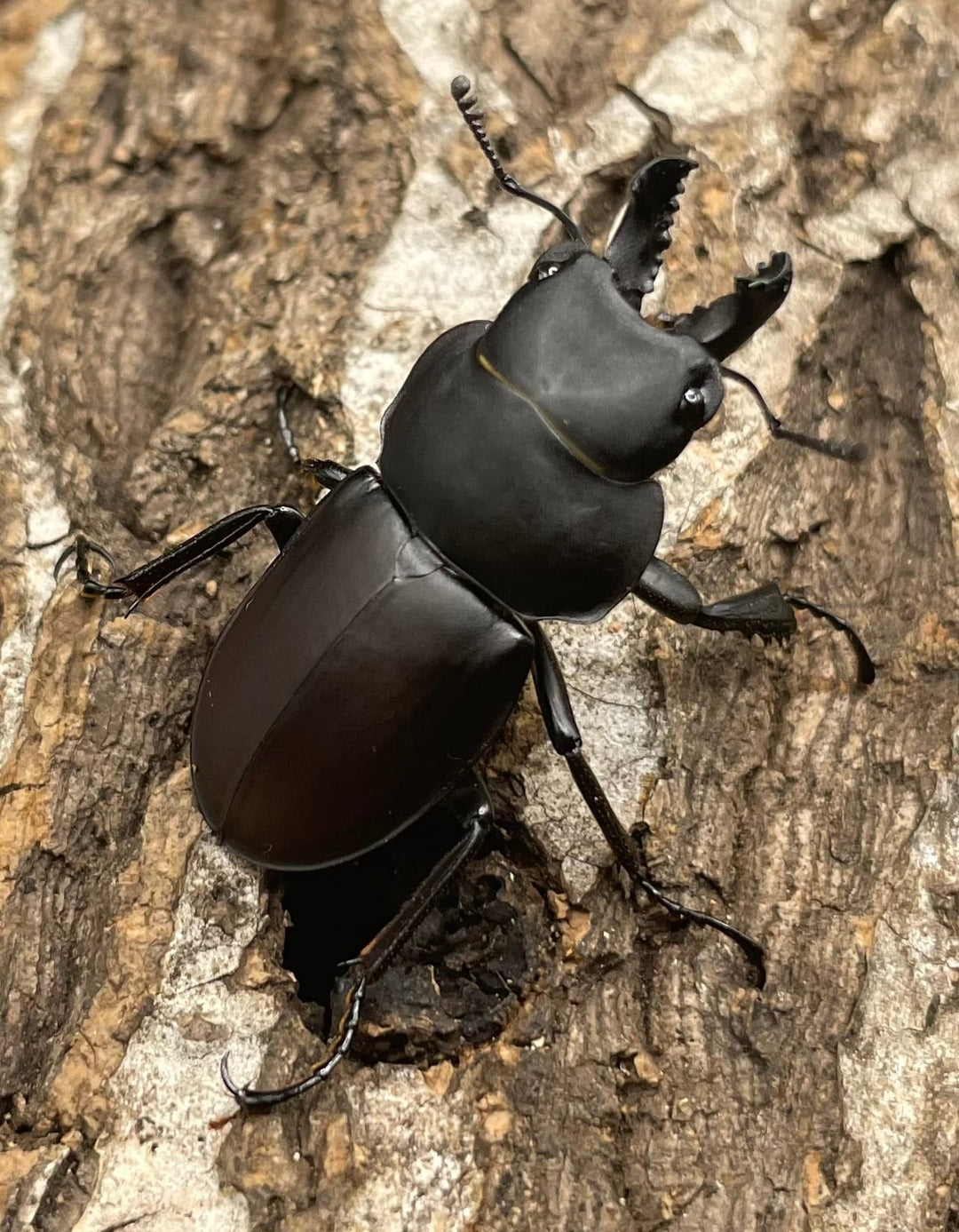 【WD】《チュウゴクマルバネクワガタ原名亜種 36.5mm A’ペア》