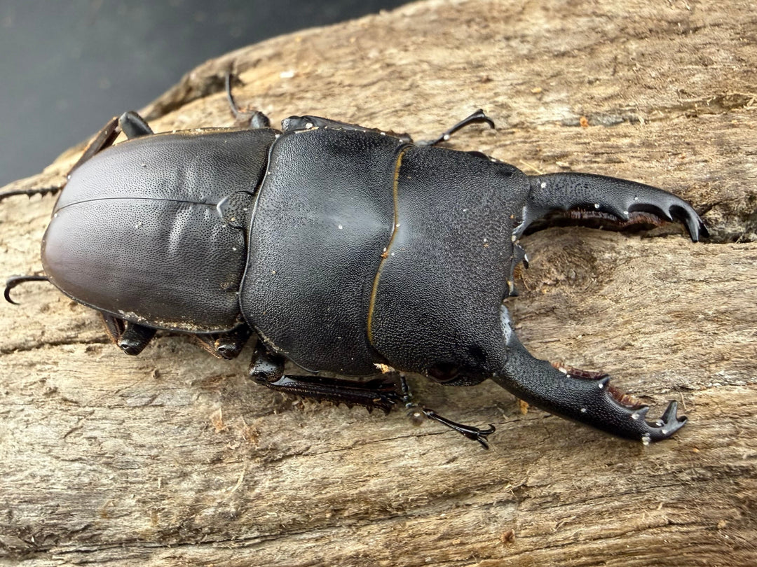 【WD】《タウルスヒラタ原名亜種 パダン産 45mm ペア》