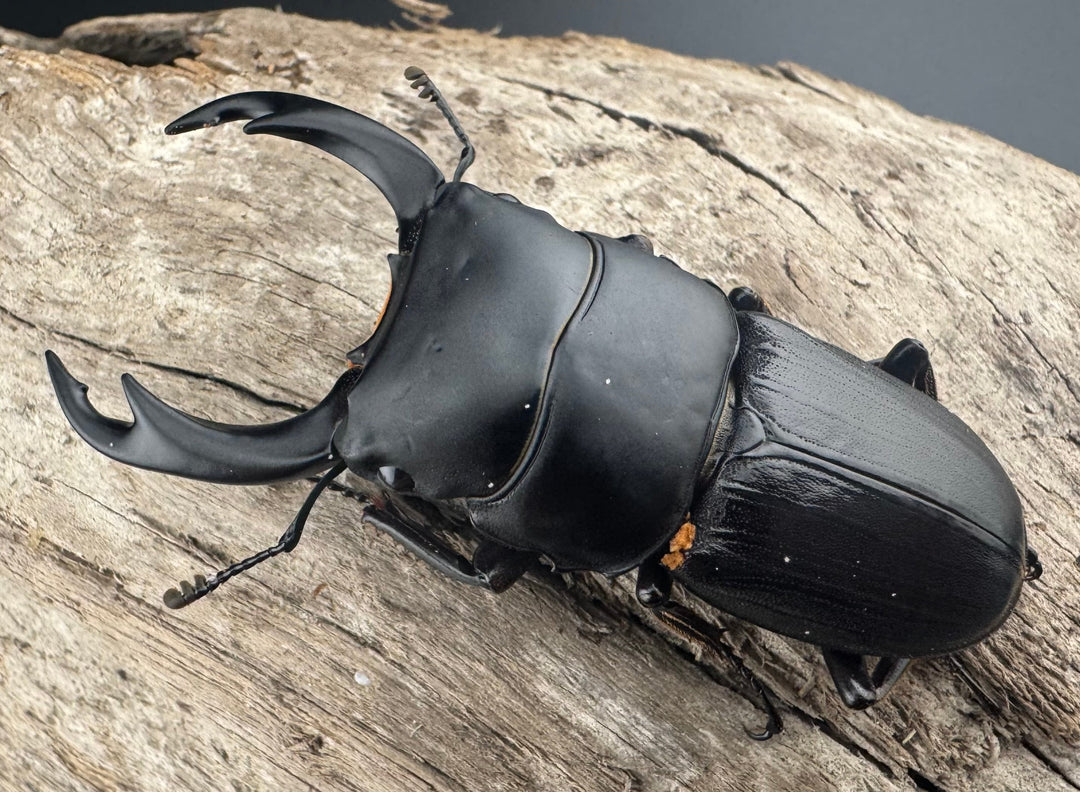 【WD】《ミンダナオパリーオオクワ キダパワン産 60mm A’品ペア》