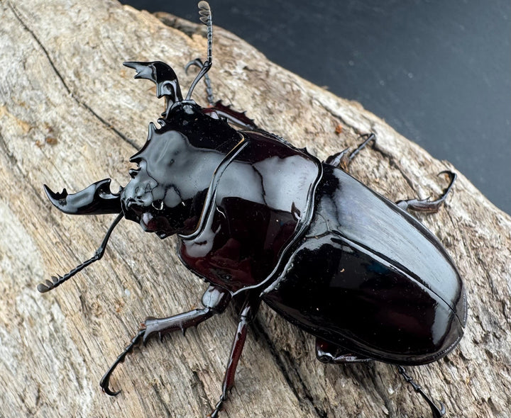 【赤目】《赤レギウスオオツヤクワガタ 魔閃紅血統 58mm ペア》inohiro109氏ブリード個体