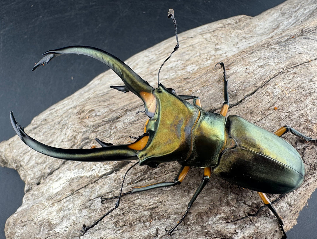 【WD】《エラフスホソアカ 91mm ペア》