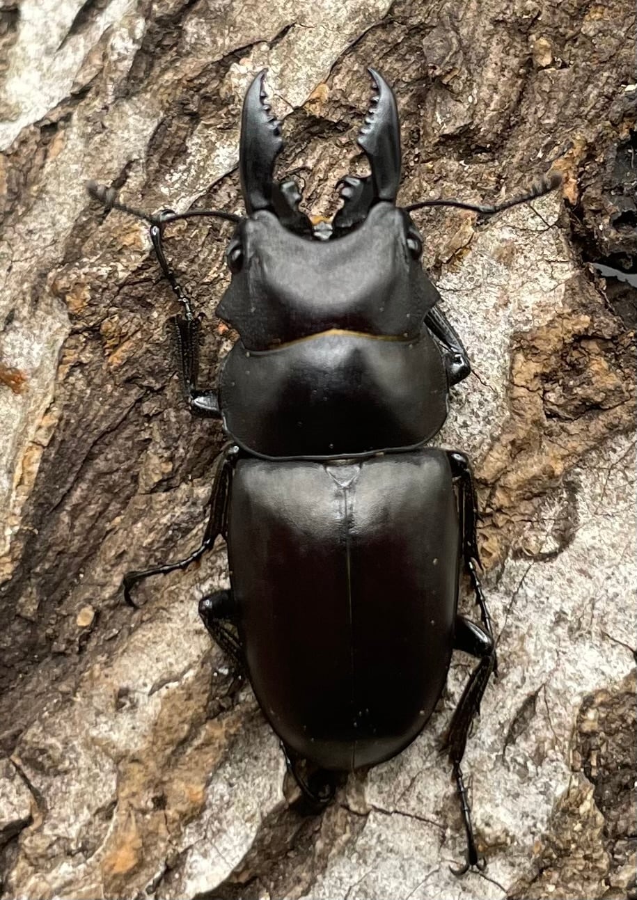 【WD】《オーエンノコギリクワガタ中国亜種melli 33.5mm ペア》