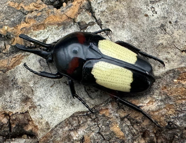 レア産地《キモンツノホソカナブン ペア》