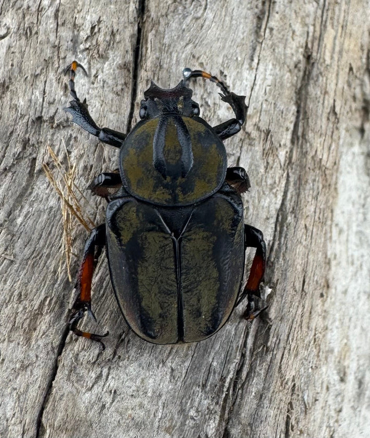 【WD】《ワリックツノハナムグリ亜種bowringi Free ペア》②