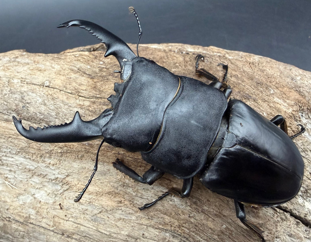 《パラワンオオヒラタクワガタ 90.5mm ♂♀♀トリオA'品》