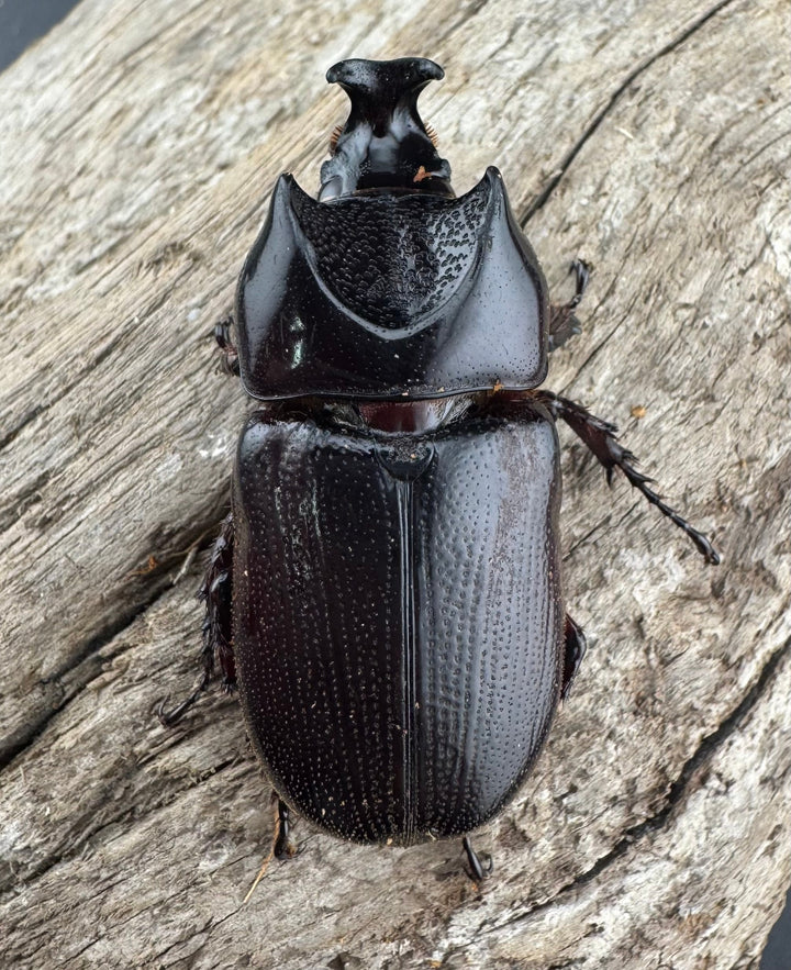 【WD】《ヒラズツツサイカブト 45mm ペア》