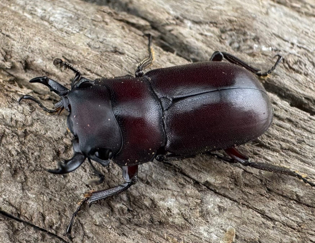 【WD】珍品《ジュクンドゥスヒメヒラタクワガタ Free ペア》