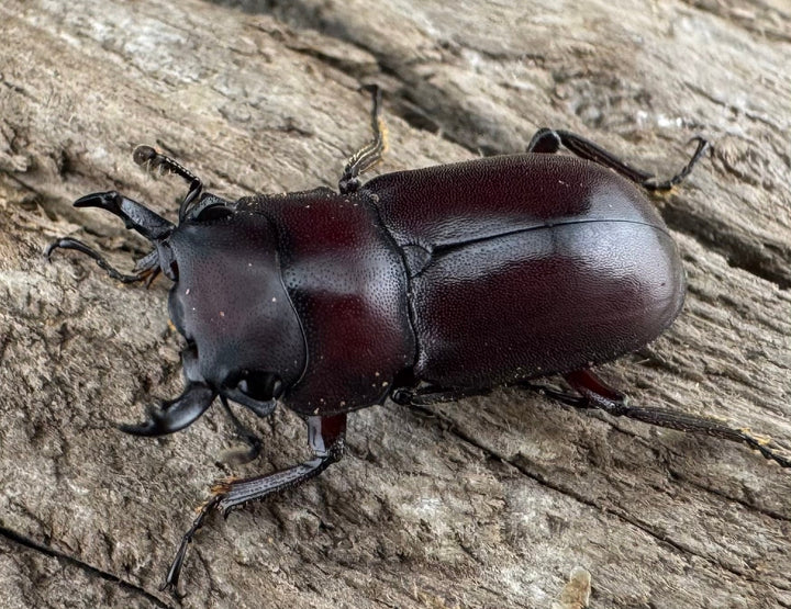 【WD】珍品《ジュクンドゥスヒメヒラタクワガタ Free ペア》