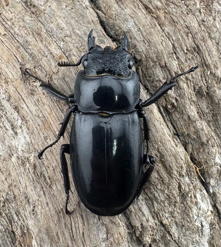 【WD】《ブケットフタマタクワガタ 72mm ペア》