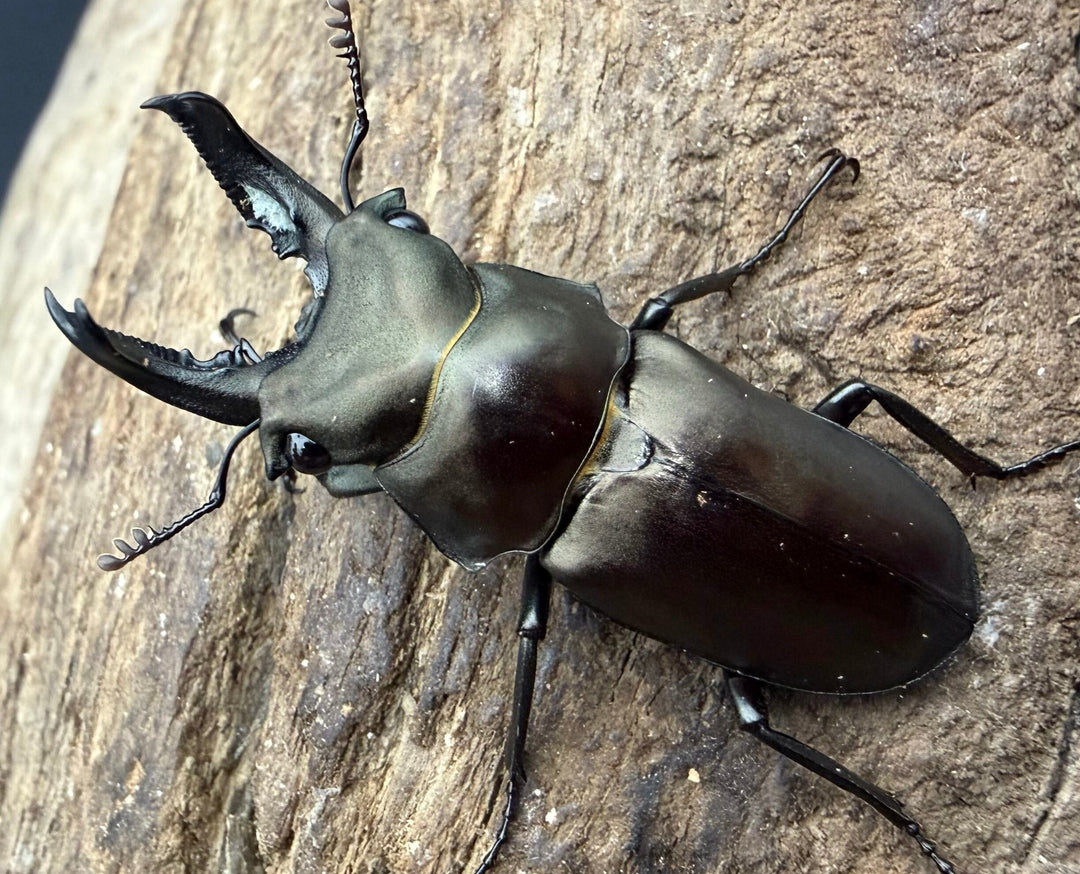 【WD】2025新種オニクワガタ《Prismognathus zhihongi 36mm ペア》