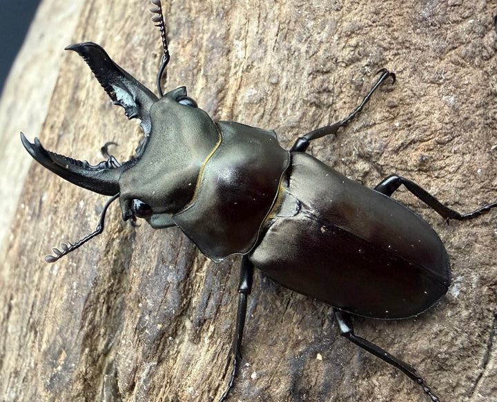 【WD】2025新種オニクワガタ《Prismognathus zhihongi 36mm ペア》