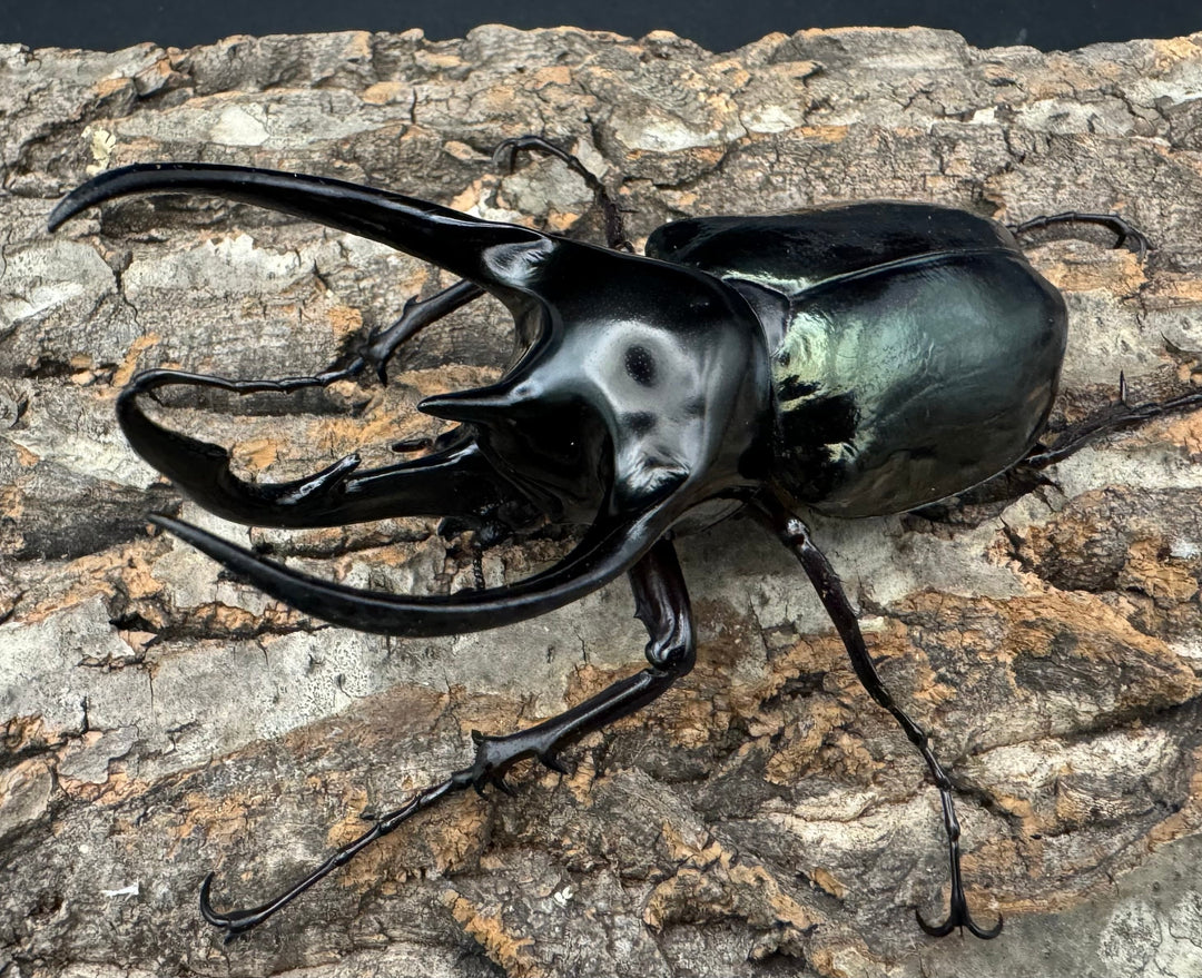 【WD】《ジャワコーカサスオオカブト 105mm ペア》