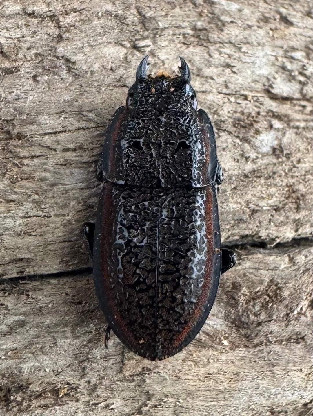 《カエラートゥスサメハダ 18.5mm ペア》