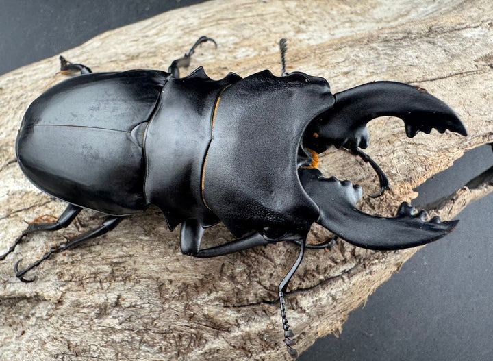 【WD】《ミンダナオアルケスツヤクワガタ 81.5mm ペア》