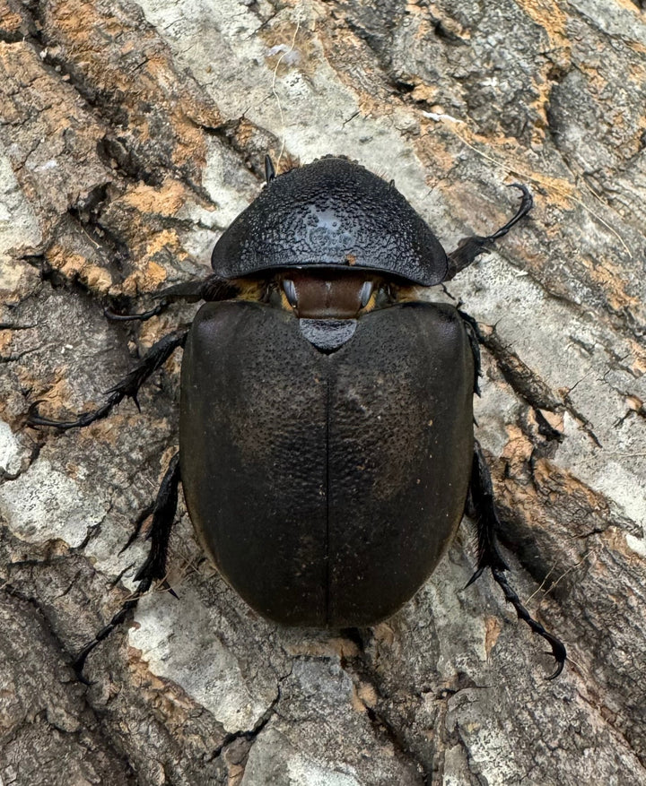 【WD】《ミンダナオアトラスオオカブト 91mm ペア》