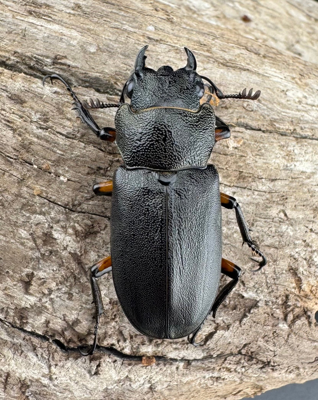 《エラフスホソアカ 48.5mm ペア》