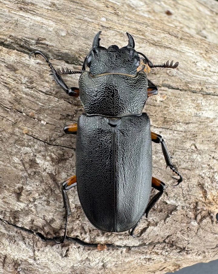 《エラフスホソアカ 48.5mm ペア》