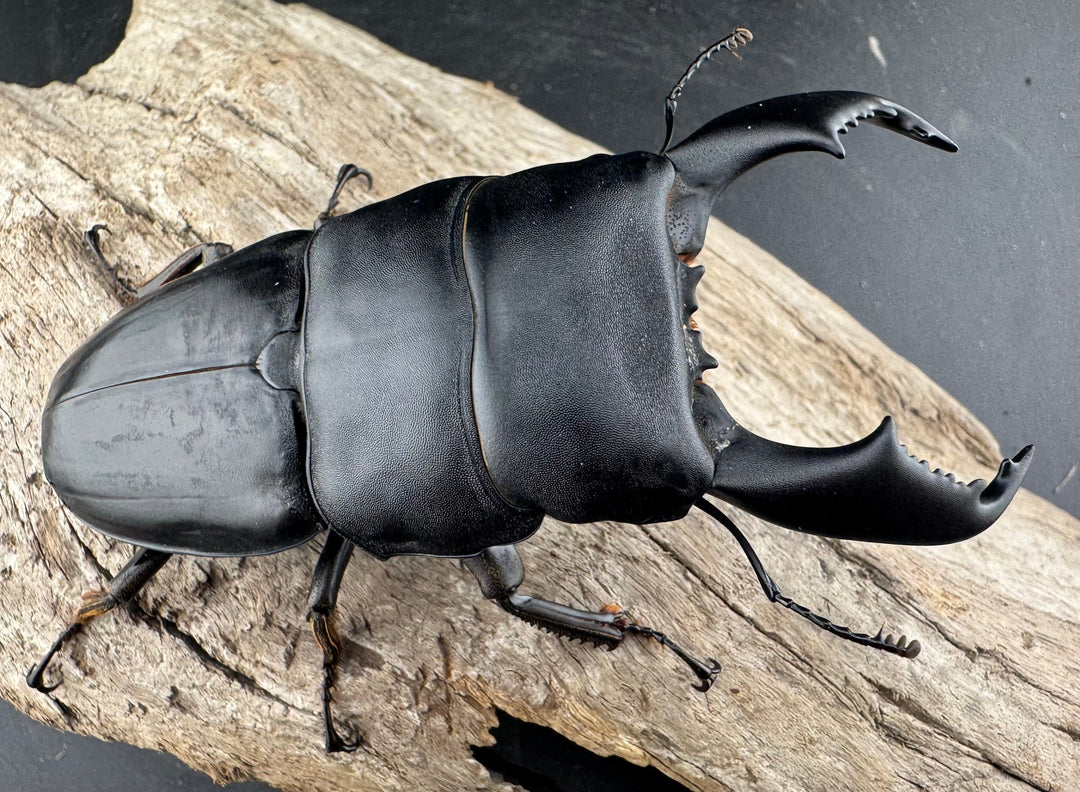 【WD】《スマトラオオヒラタ ベンクール産 93mm ペア》