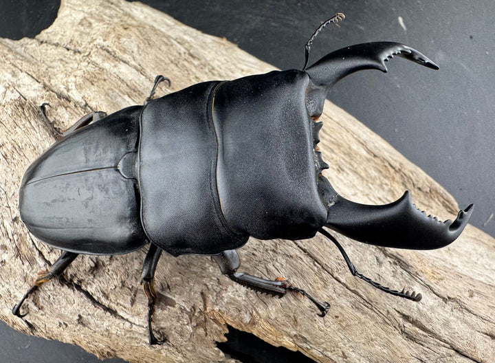 【WD】《スマトラオオヒラタ ベンクール産 93mm ペア》