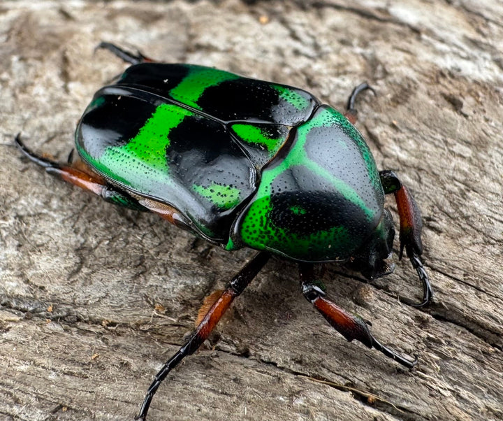 【WD】《マックレーツヤカナブン パラワン産  ペア》