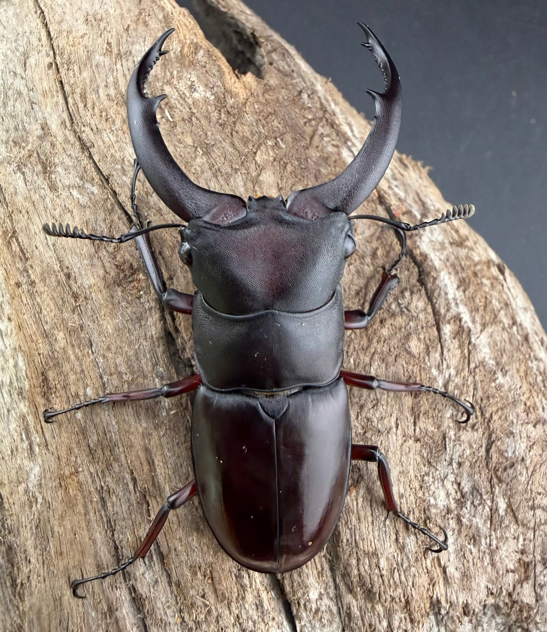 【WD】《メルキオリティスフタマタ 66mm ペア》