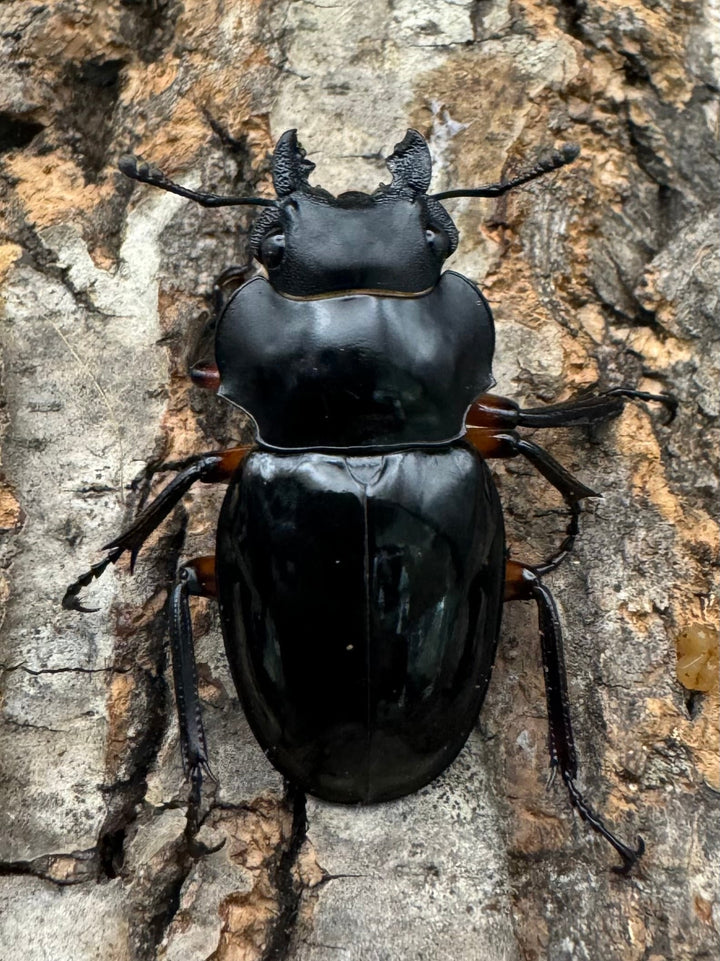 【WD】新産地《インペリアリスツヤ亜種komorii ロハス産 63mm ペア》